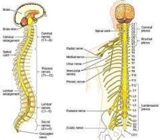 5 Fungsi Saraf Spinal yang Ada pada Manusia